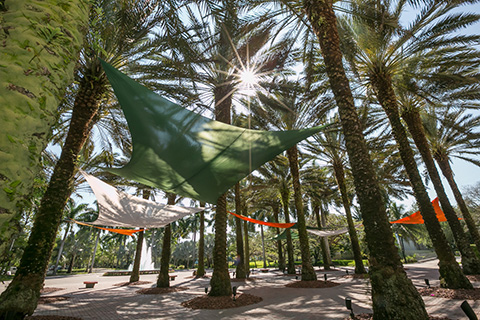 Palm trees at the University of Miami Coral Gables campus